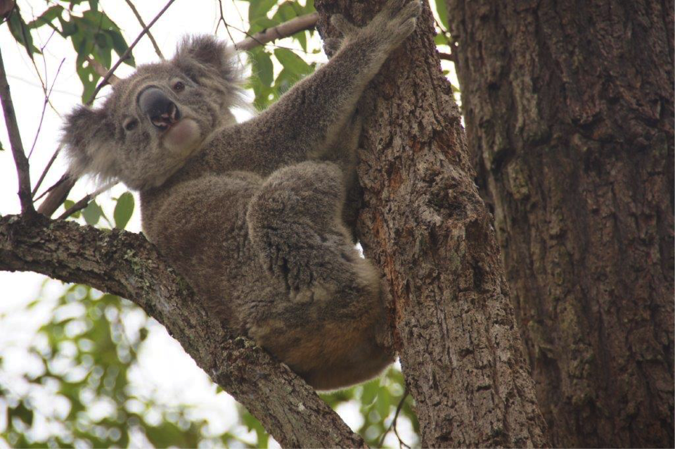 Kurrajong Koala Corridor project, six years on…