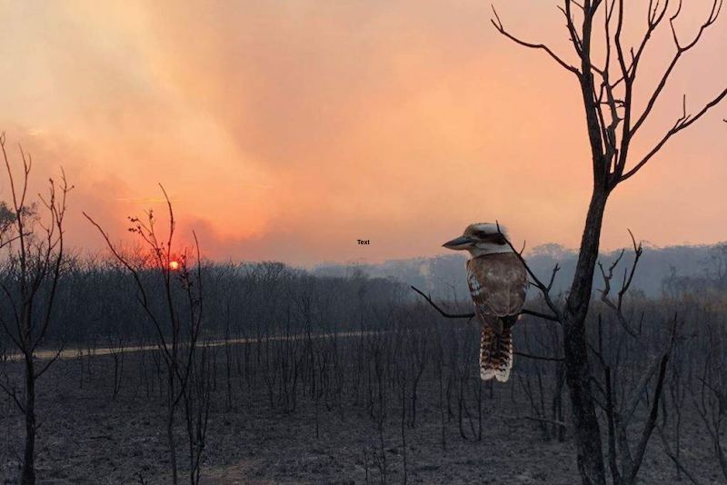 NSW Bushfire Inquiry Update